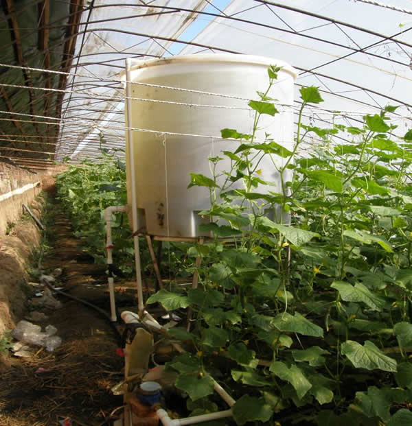 大棚黄瓜膜下滴灌带