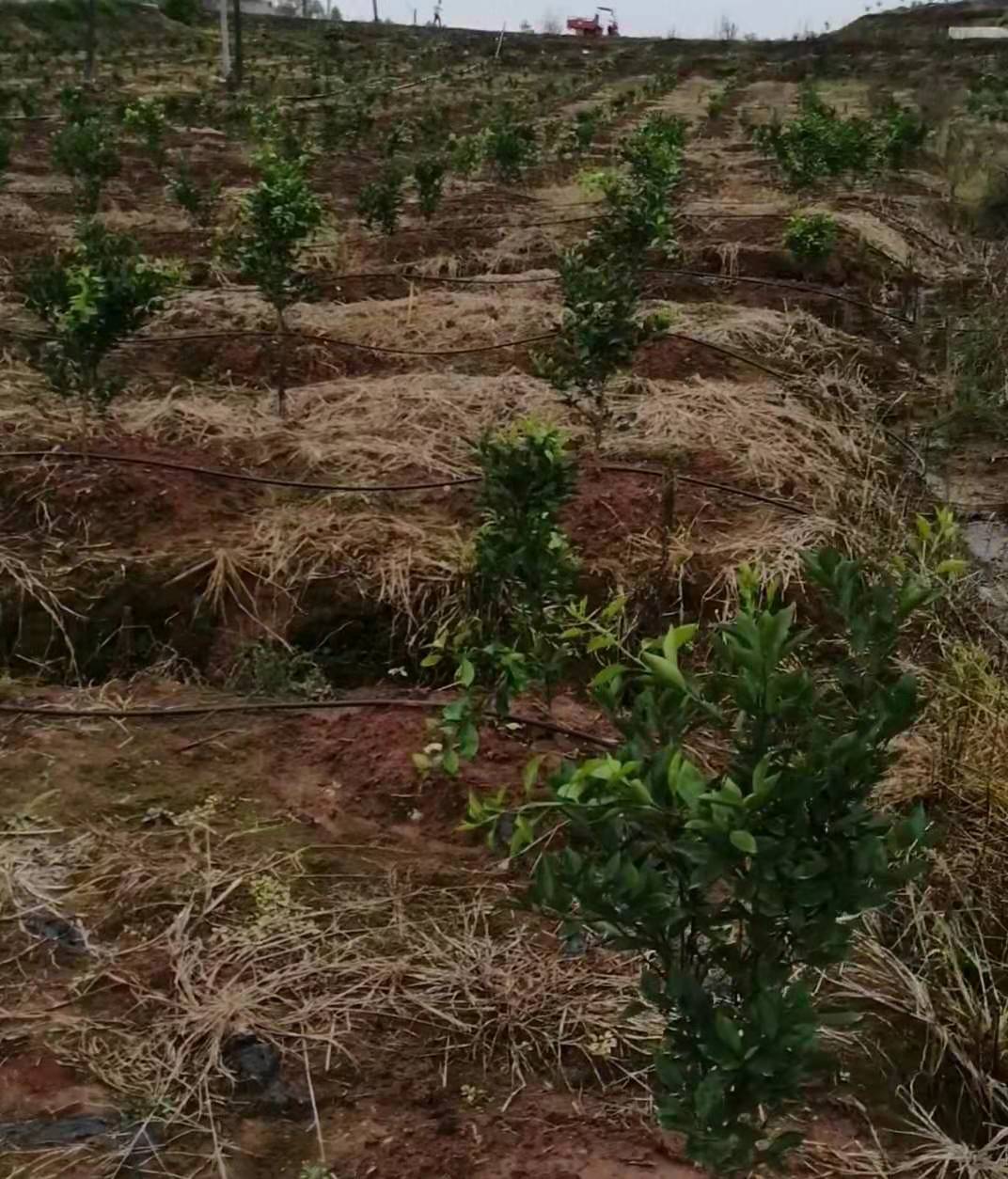 柑橘滴灌